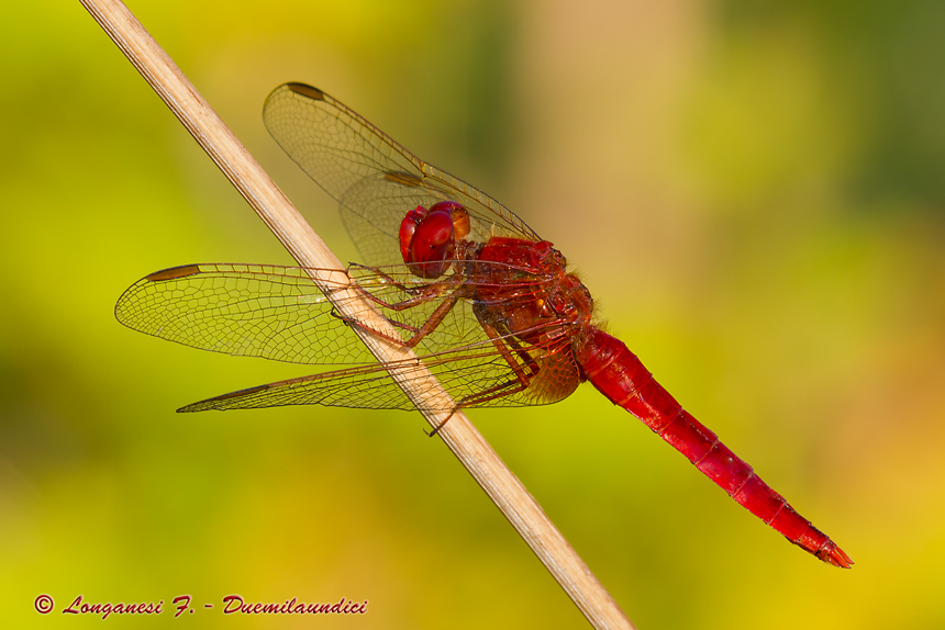 Crocothemis erythraea