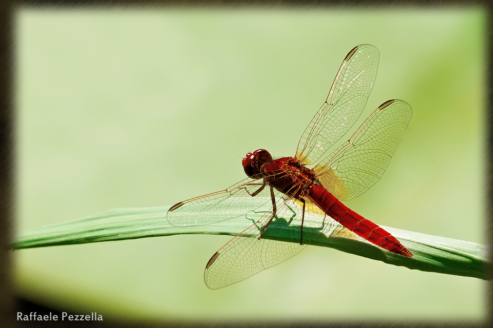 Libellula Red Dragonfly