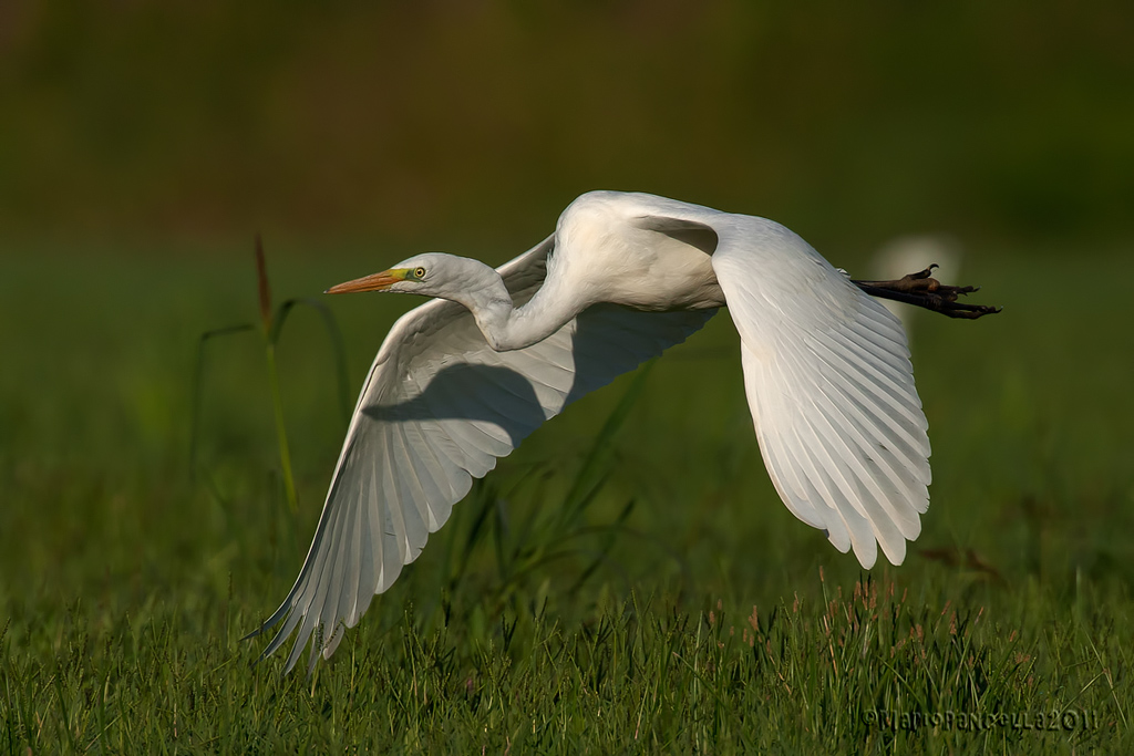 airone bianco maggiore in volo