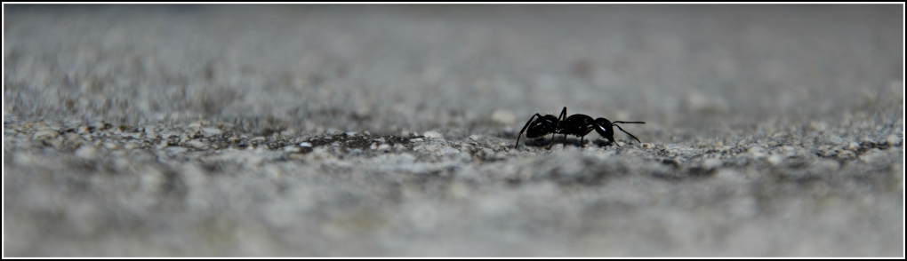 2� giro di caccia agli insetti