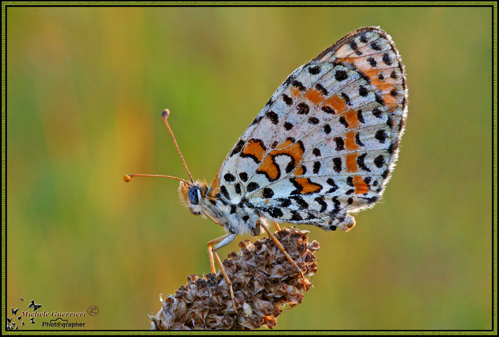 Melitaea didyma in controluce