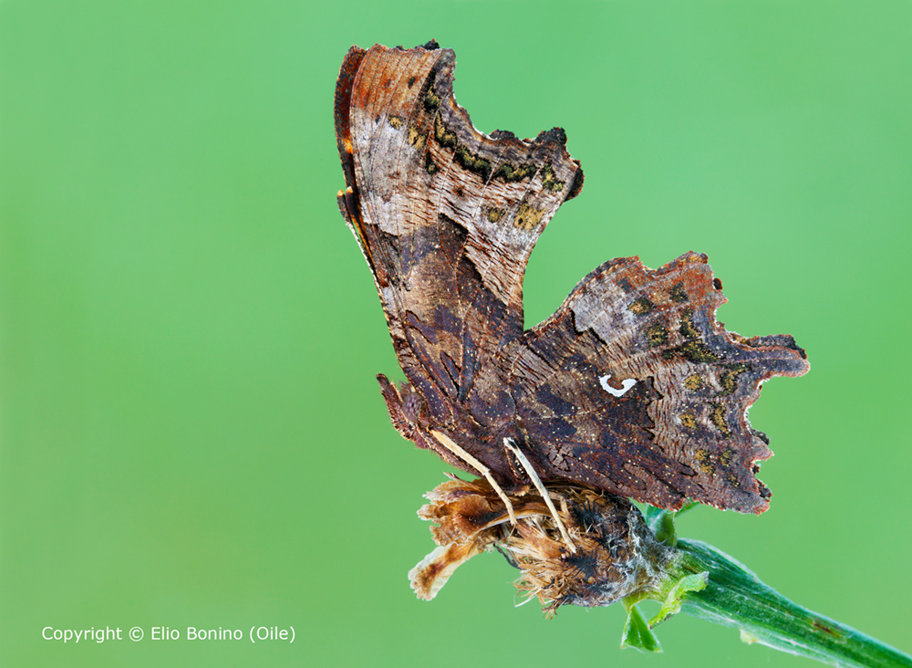 Polygonia-c-album,-un-Nymphalidae