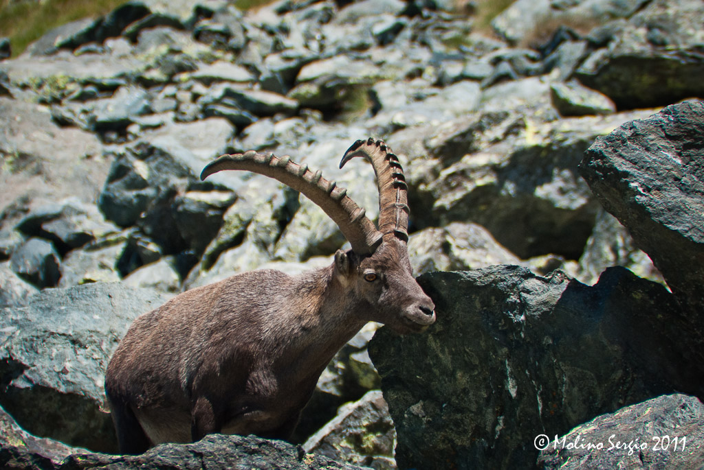 Stambecco