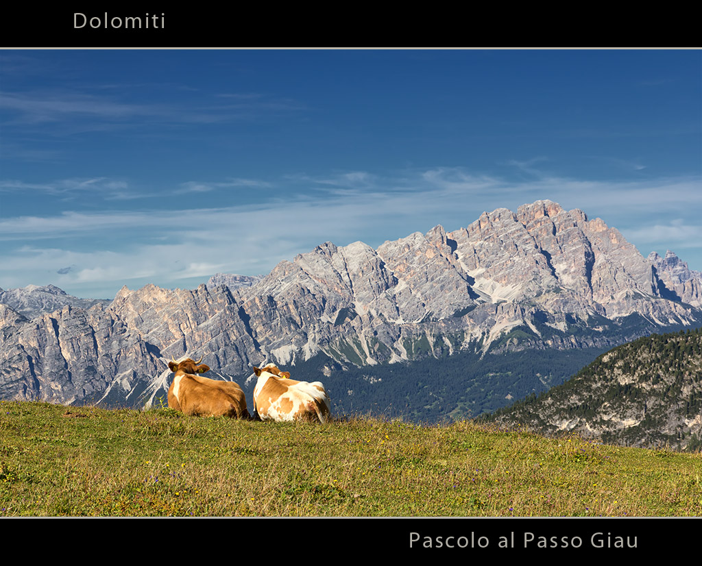Dolomiti - Pascolo al Passo Giau