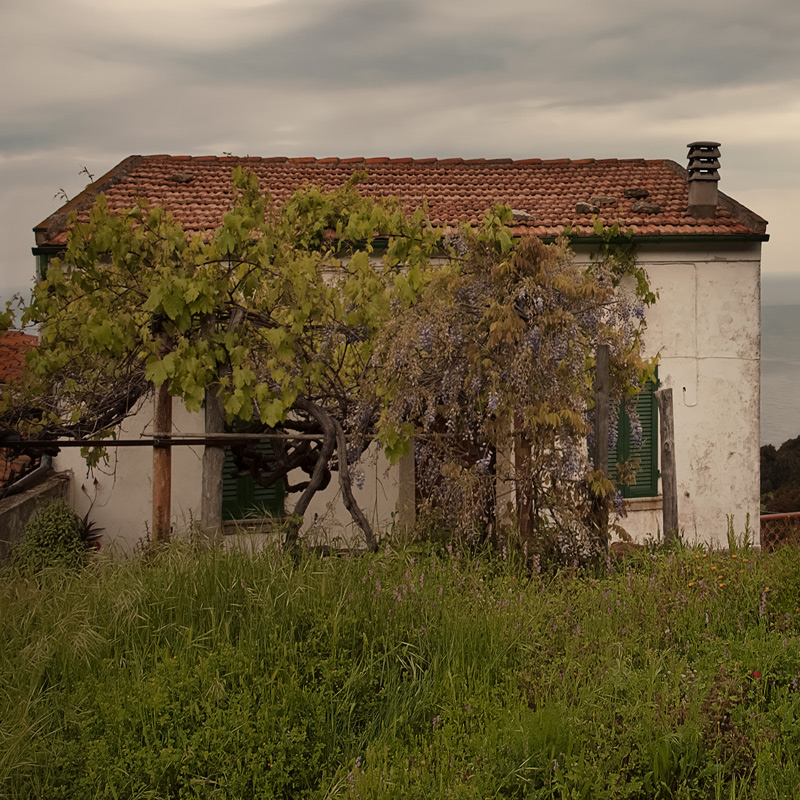 La vite e il glicine