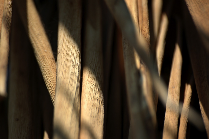 Trame Ordite nella Natura