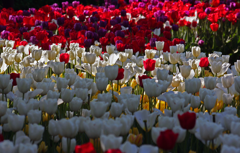 Messer Tulipano 2011