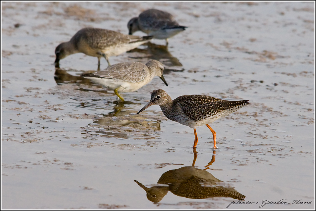 Pettegola e piovanelli maggiori