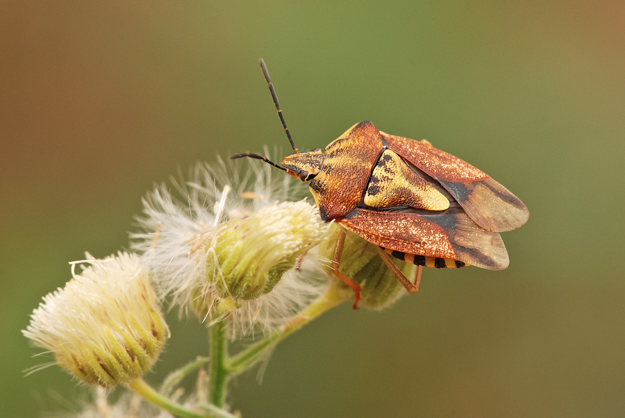 Cimice di tarda estate