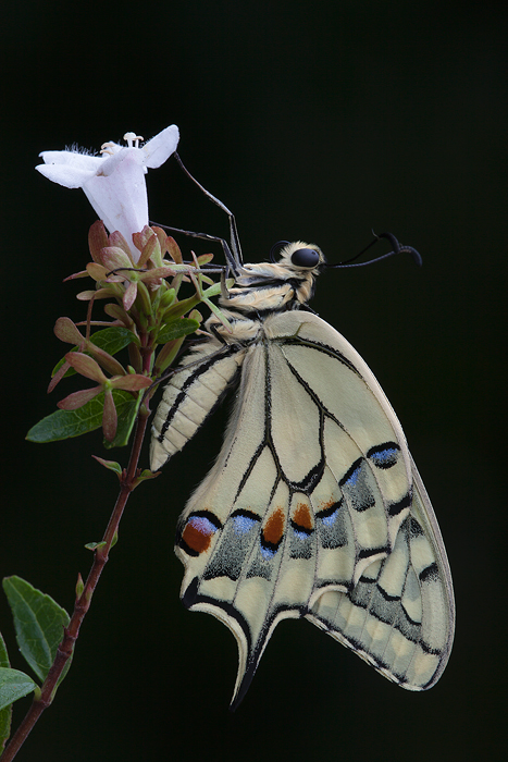 Papilio machaon