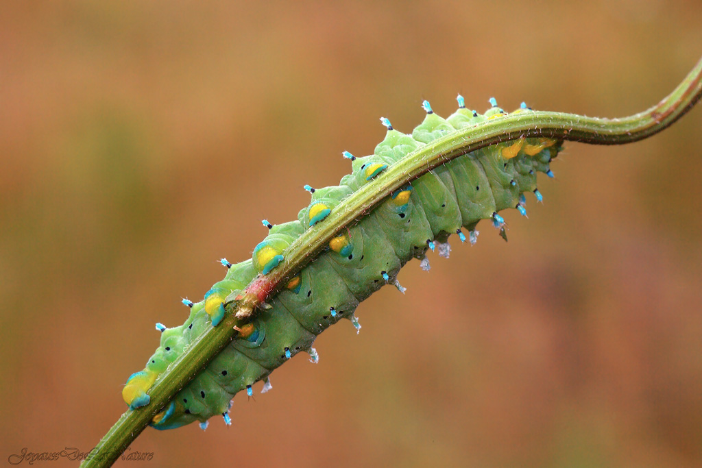Bruco di Samia