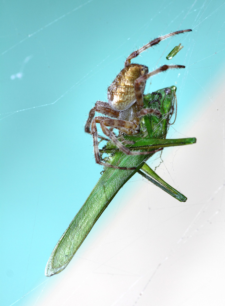 La legge della Natura...