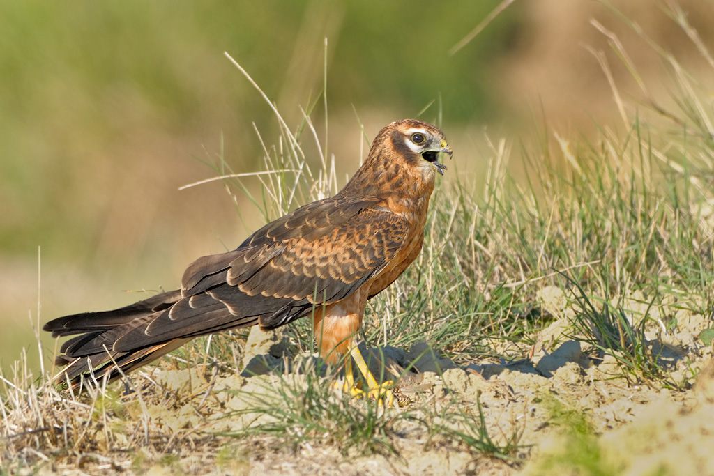 Albanella minore. Circus pygargus