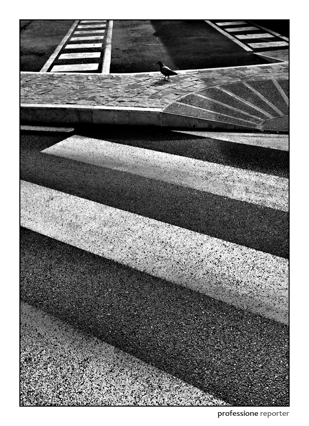 Dove osano i piccioni