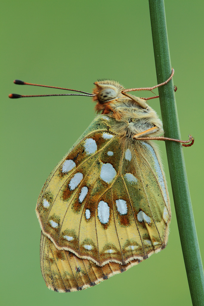 Argynnis Aglaja