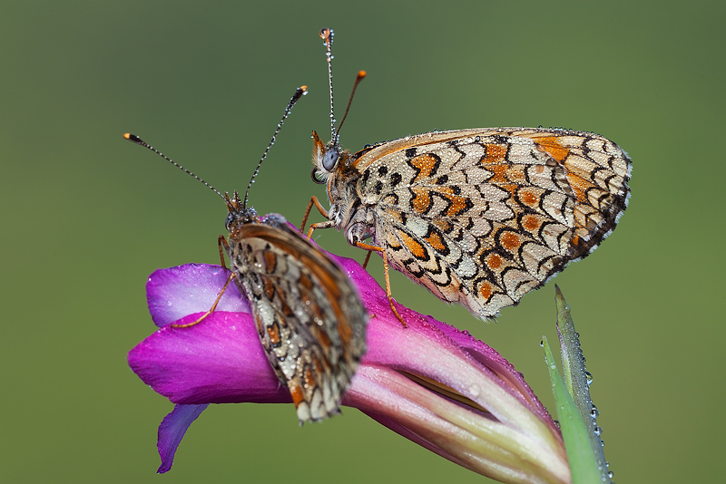 ...c'e' posto anche per me?!...