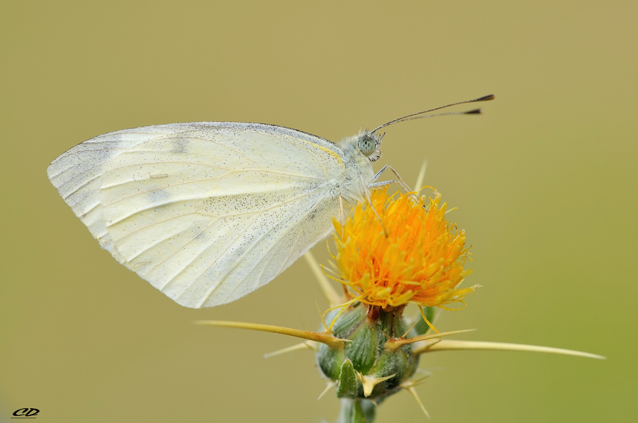Pieris brassicae.