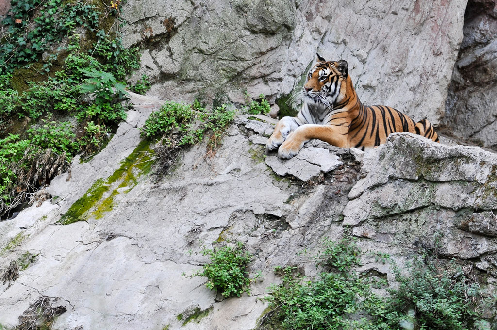 Una giornata al Bioparco