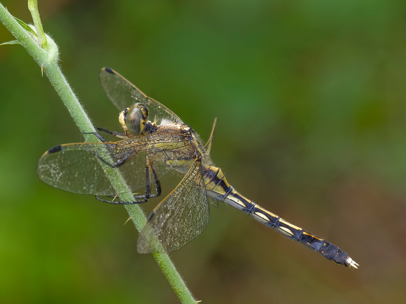 orthetrum-albistylum--(Selys,1848)femmina