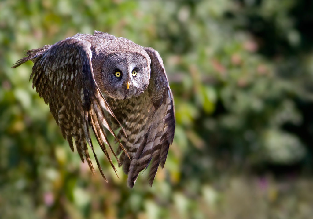 Allocco della lapponia