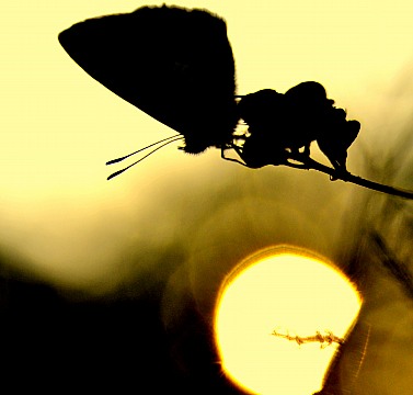 Ultimo raggio di sole