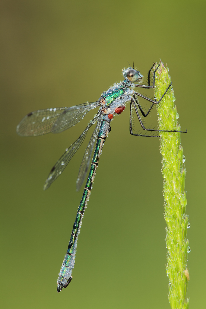 Lestes viridis