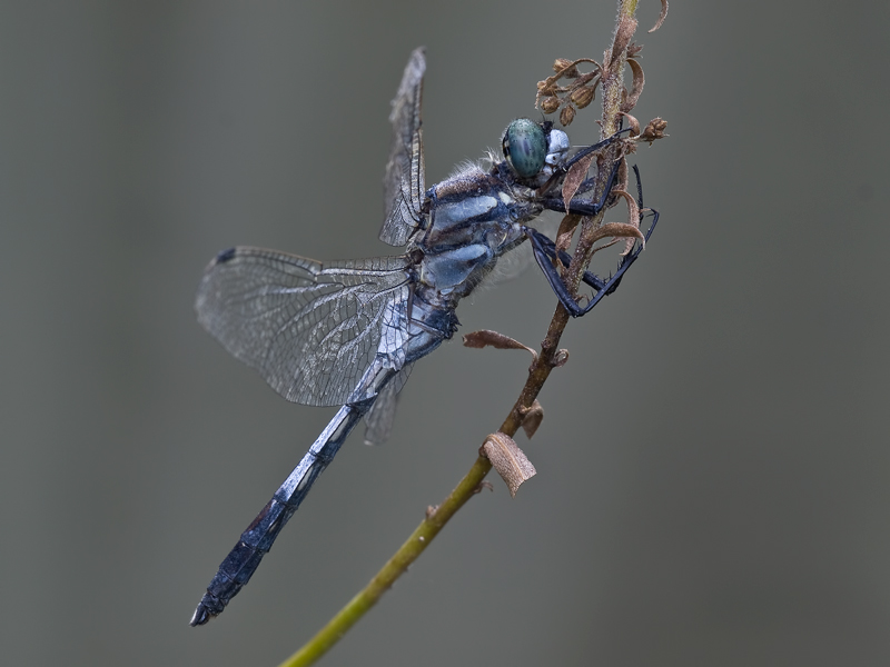 orthetrum-albistylum--(Selys,1848)male