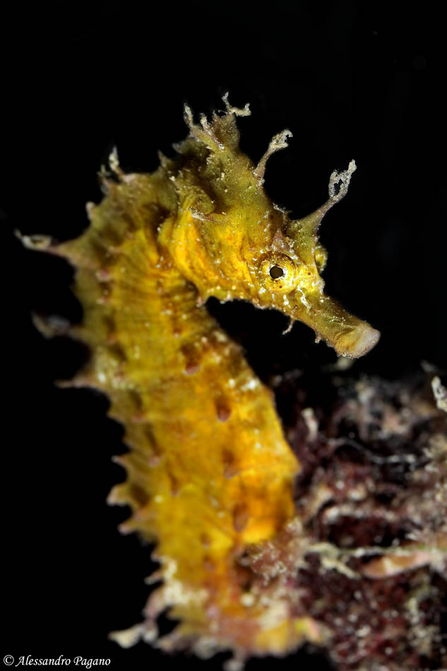 Giallo per l'invidia?