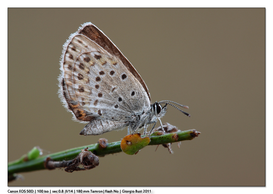 Farfalla rarissima...