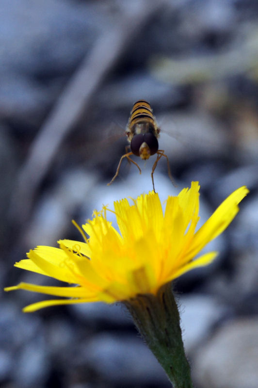 Vespa in ...volo o al volo!