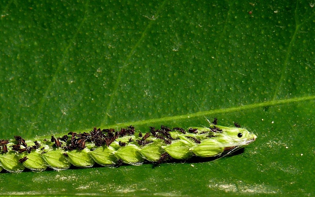 Bruco.....vegetale!!!