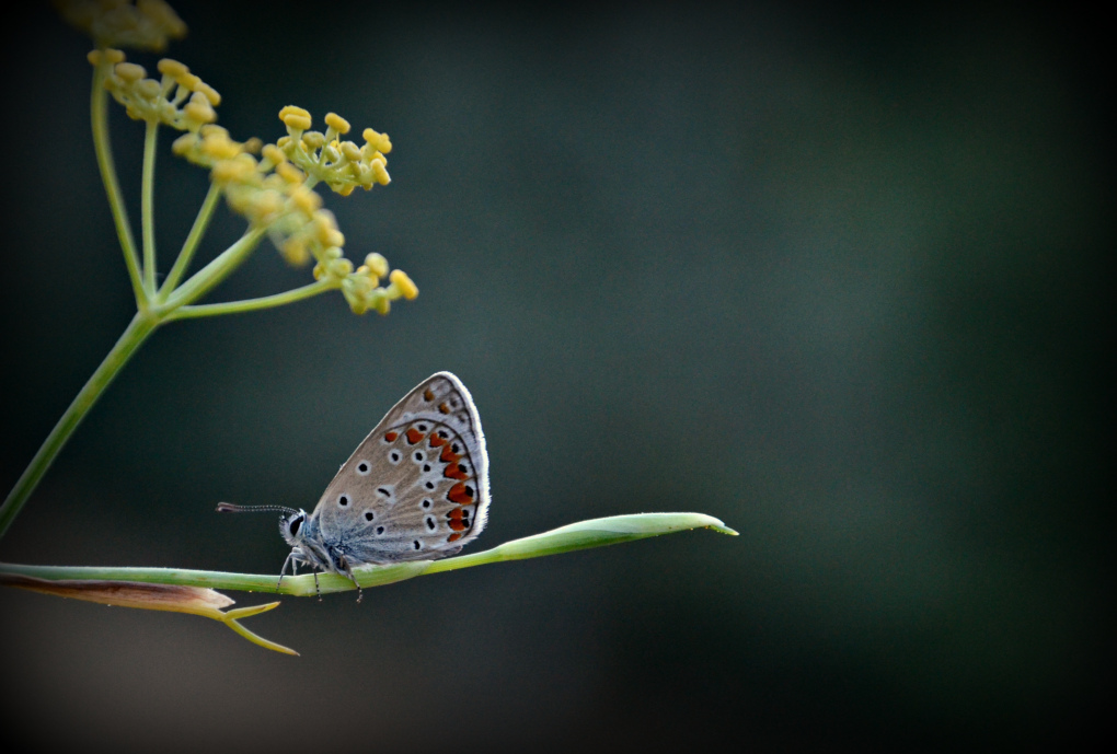 Continuando le prove