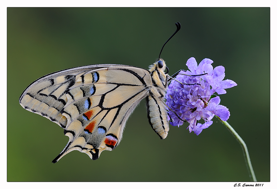 Papilio Machaon