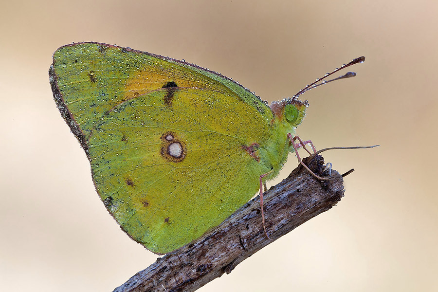 Colias