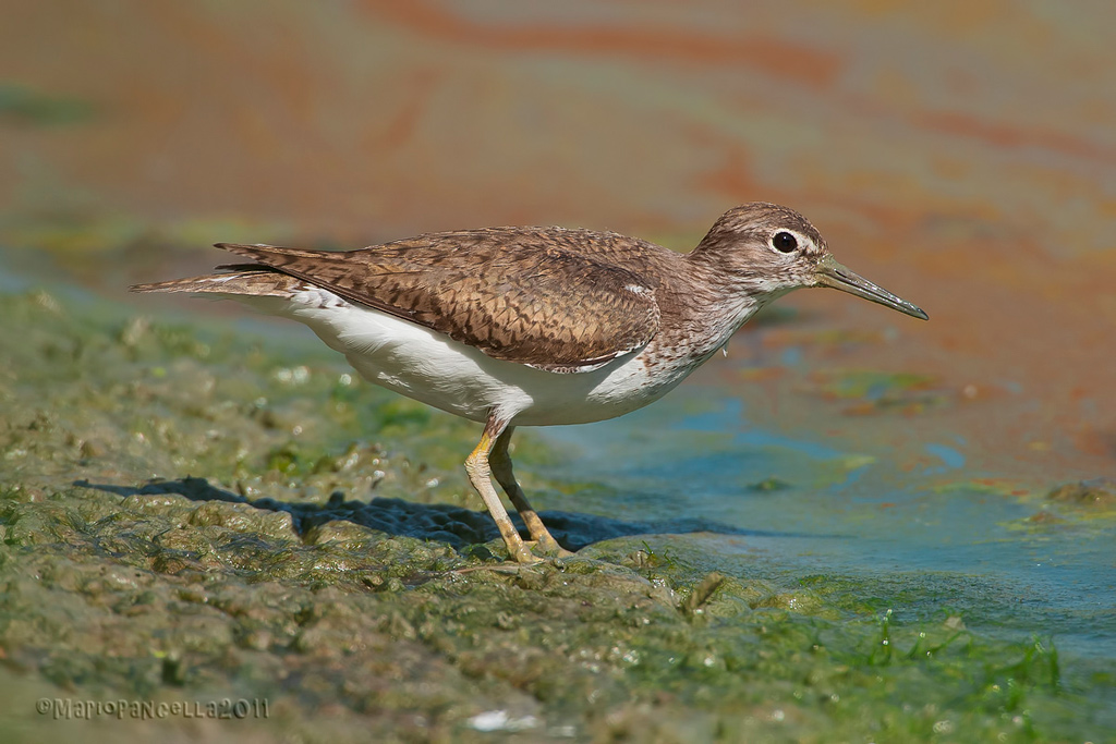 Piro piro piccolo (Actitis hypoleucos)