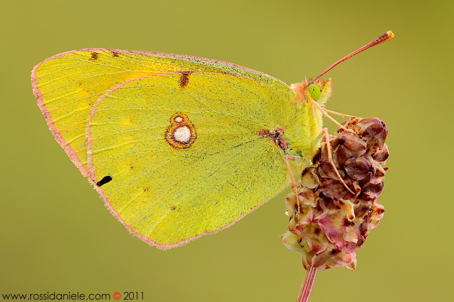 Colias crocea