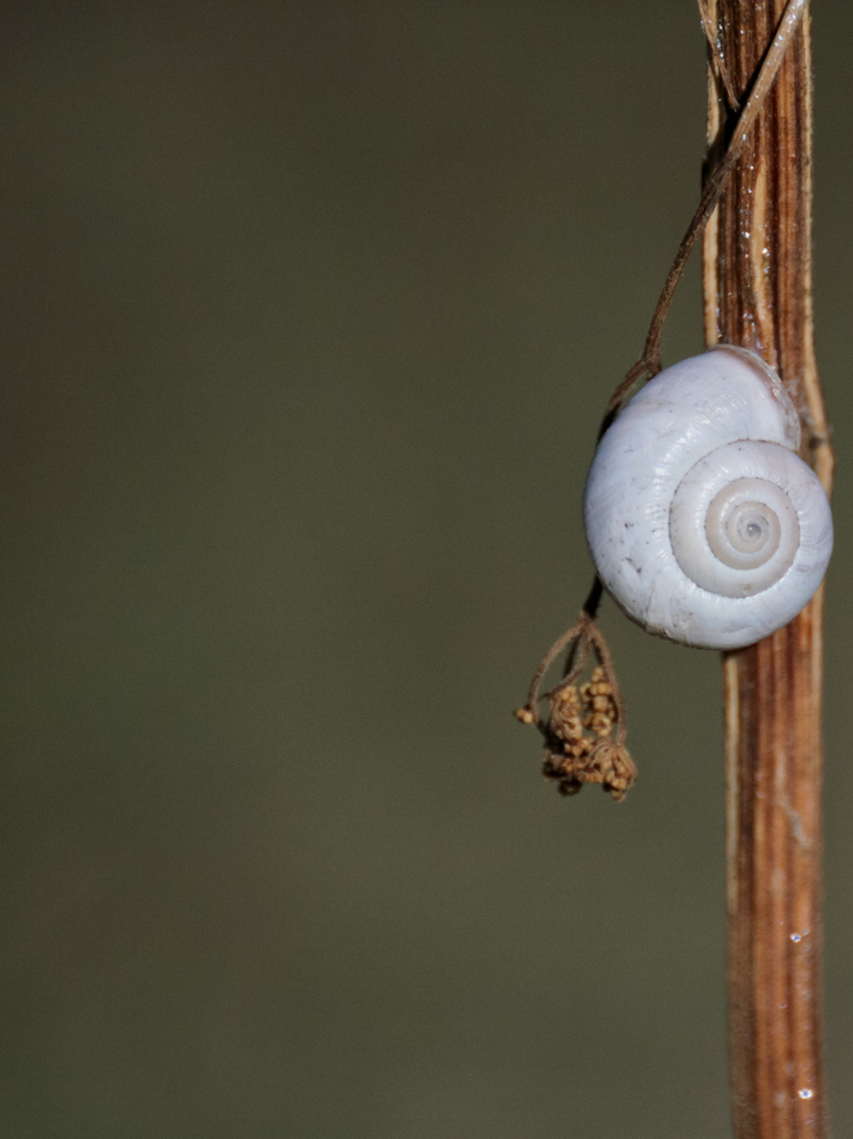 a spasso con il CATA 500 - LUMACHINA