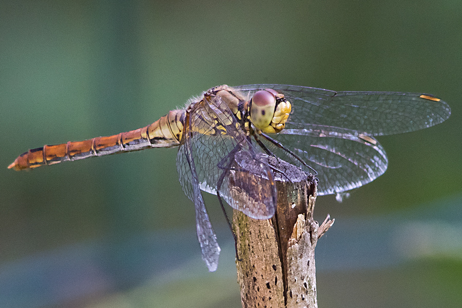 libellula