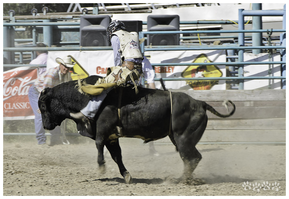 Cranbrook Rodeo