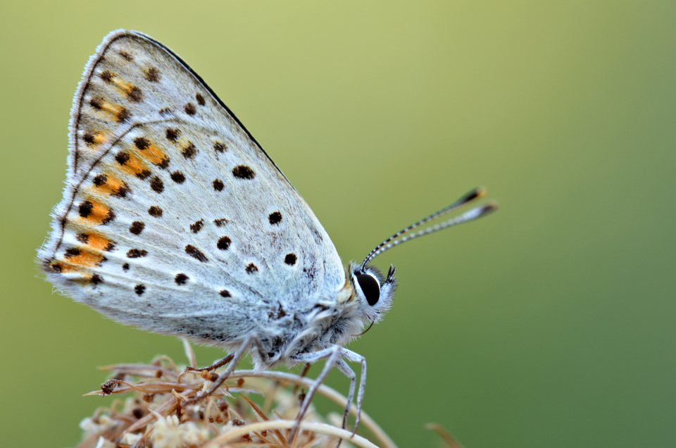 Continuando le prove