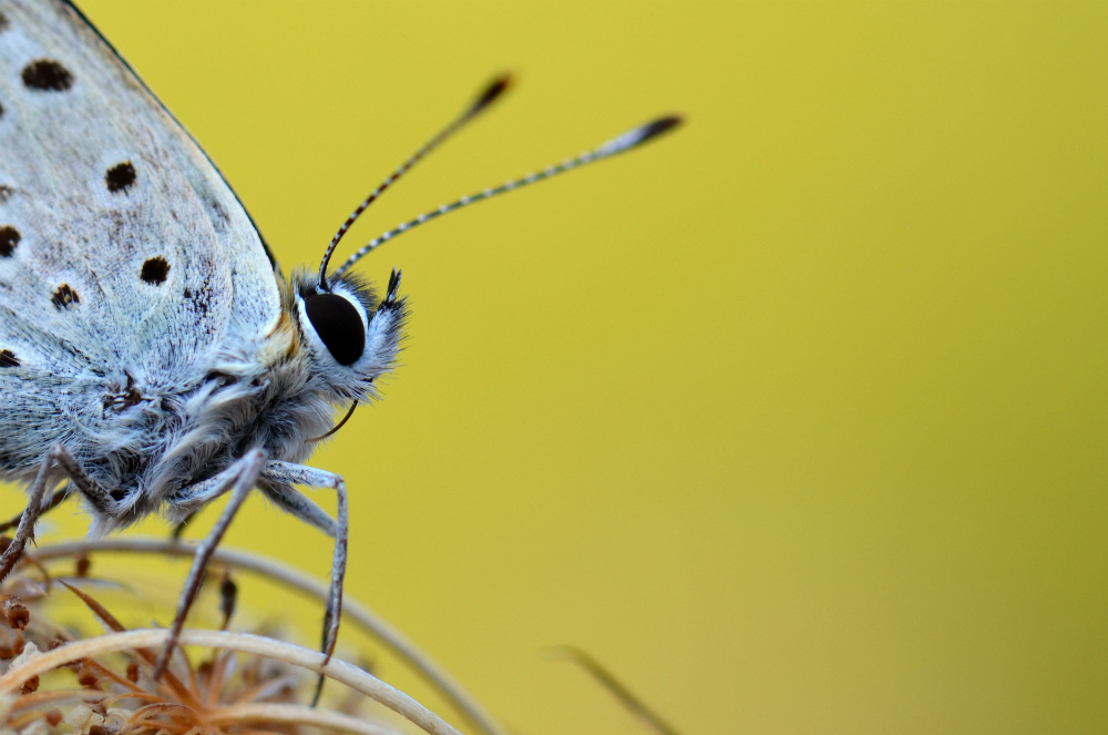 Primo piano (continuando le prove??)