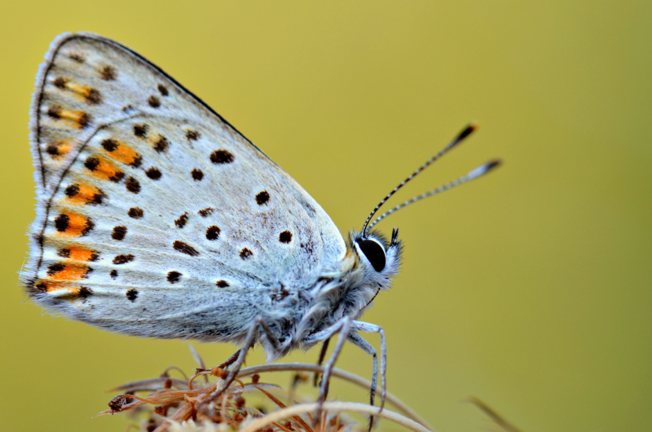 Continuando le prove