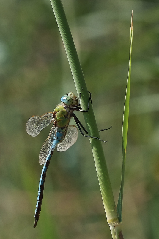 anax imperator 1