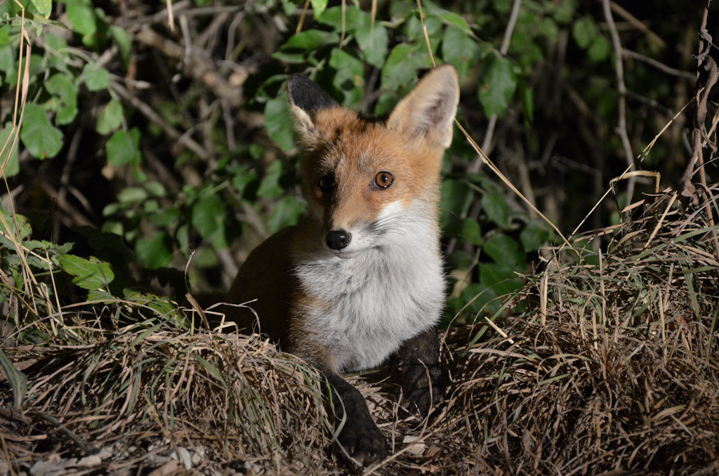 Volpe curiosa!!!