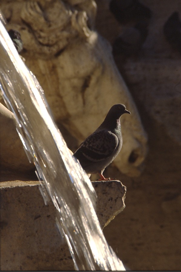 Fontana dei Fiumi