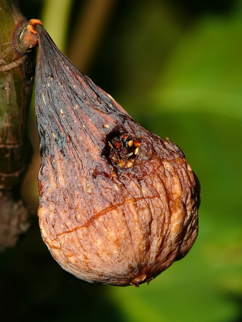 Il Fico....ristorante di prossima apertura!!!!!