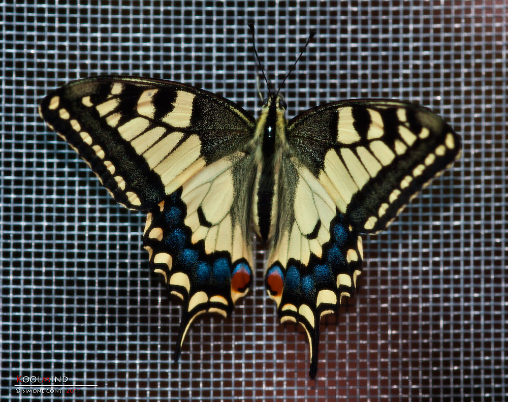 Giusto per presentarvelo