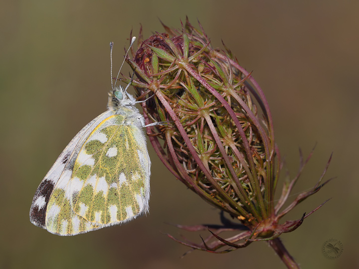 Umbrellifera... infiorescenza plus!