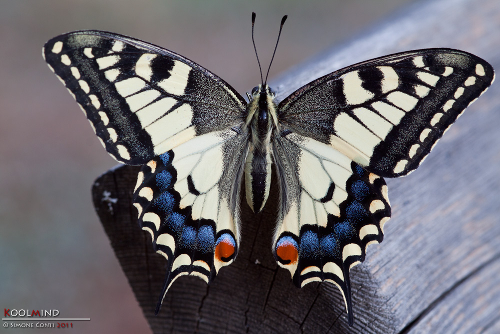 Mac, prima di dirsi addio