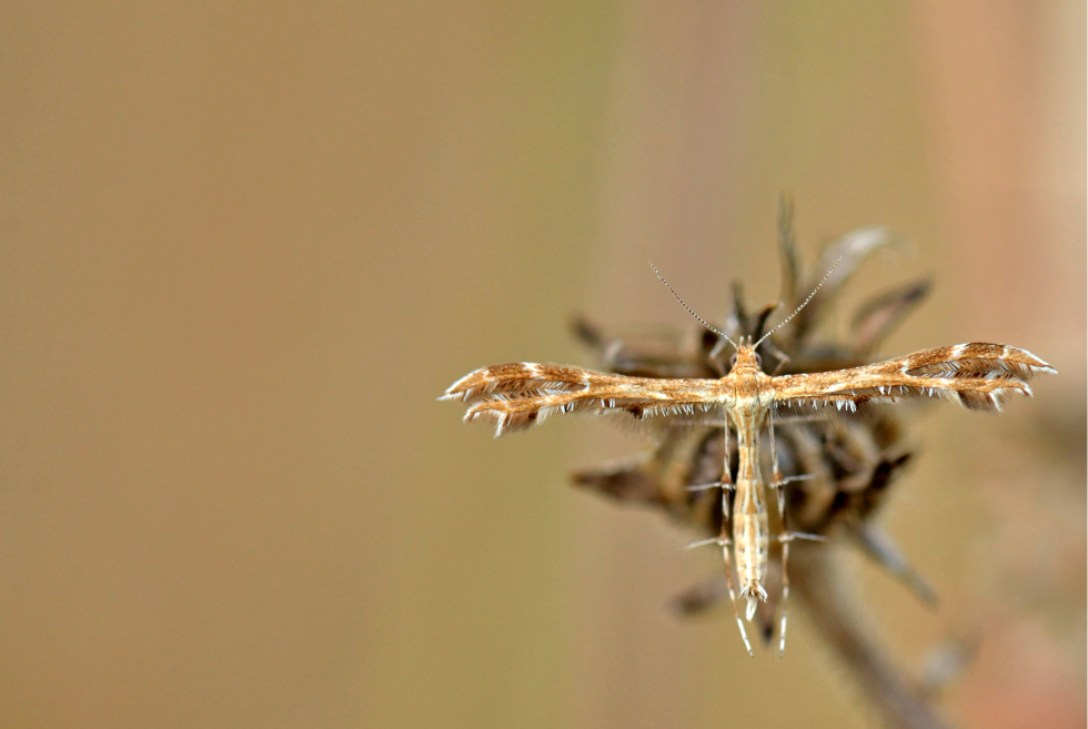 Cos'�? (prove macro)